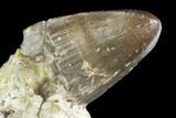 Jurassic Crocodile (Goniopholis?) Tooth - Colorado #152098-2